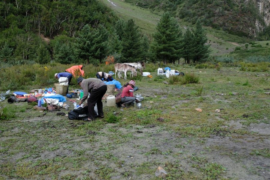 Trekking crew preparing camp with pack animals in green valley setting
